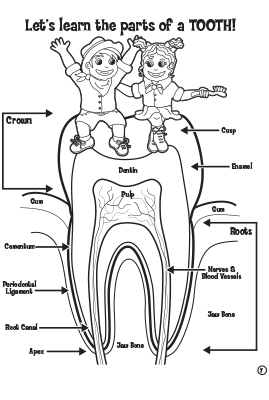 Let’s learn the parts of a Tooth! – For Children’s